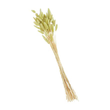 Load image into Gallery viewer, MUD PIE GREEN PRESERVED BUNNYTAIL STEM