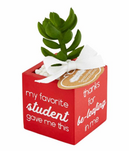 Load image into Gallery viewer, Mud Pie Teacher Succulents In Three Different Styles